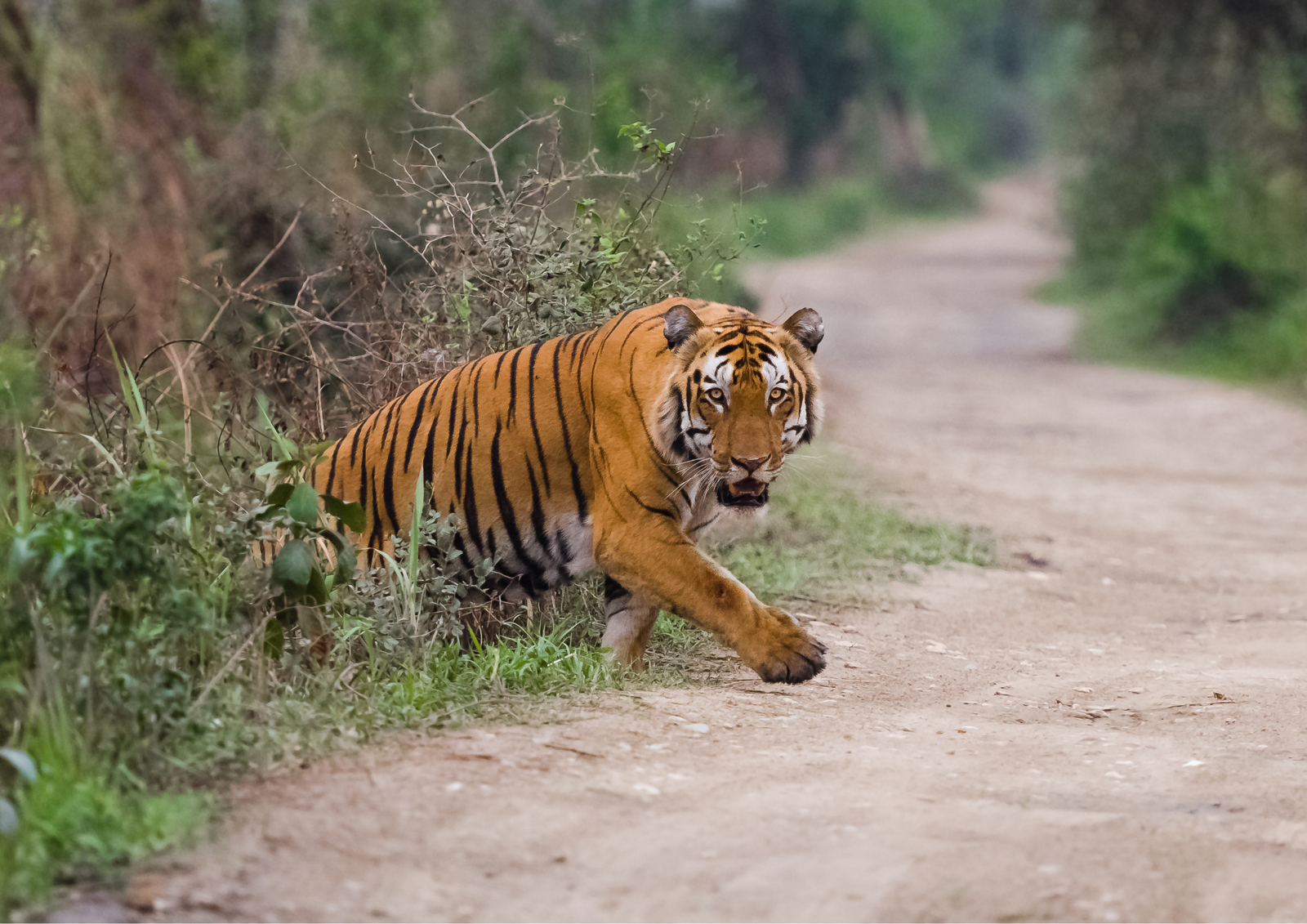 Ranthambore Same Day Trips